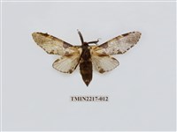 藏品(臺灣枝背舟蛾)的圖片